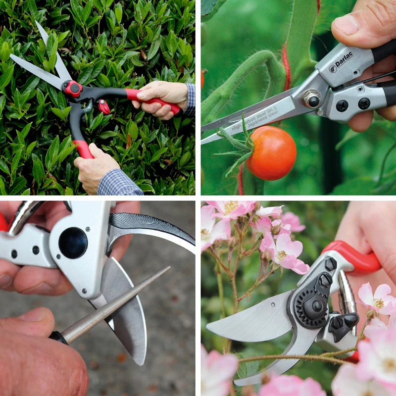 Flower Plant Collections