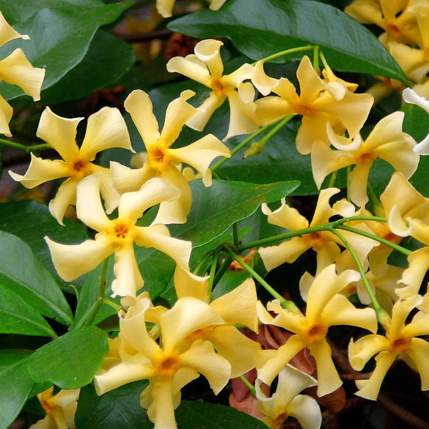 Potted Flower Plant Sale